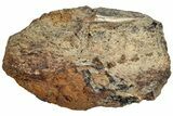 Fossil Dinosaur Bone Section - Wyoming #233825-1